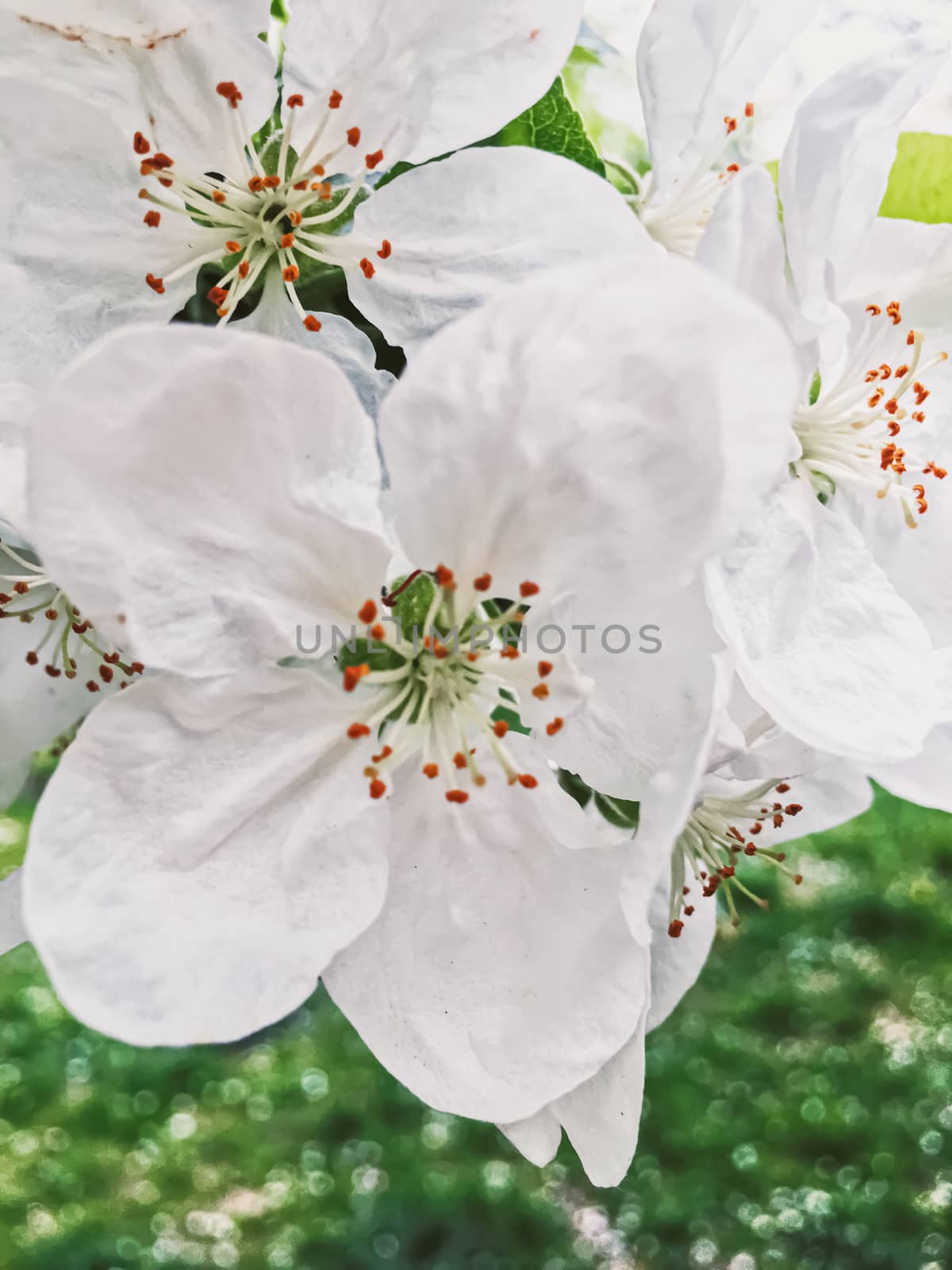 Blooming apple tree flowers in spring garden as beautiful nature landscape, plantation and agriculture by Anneleven