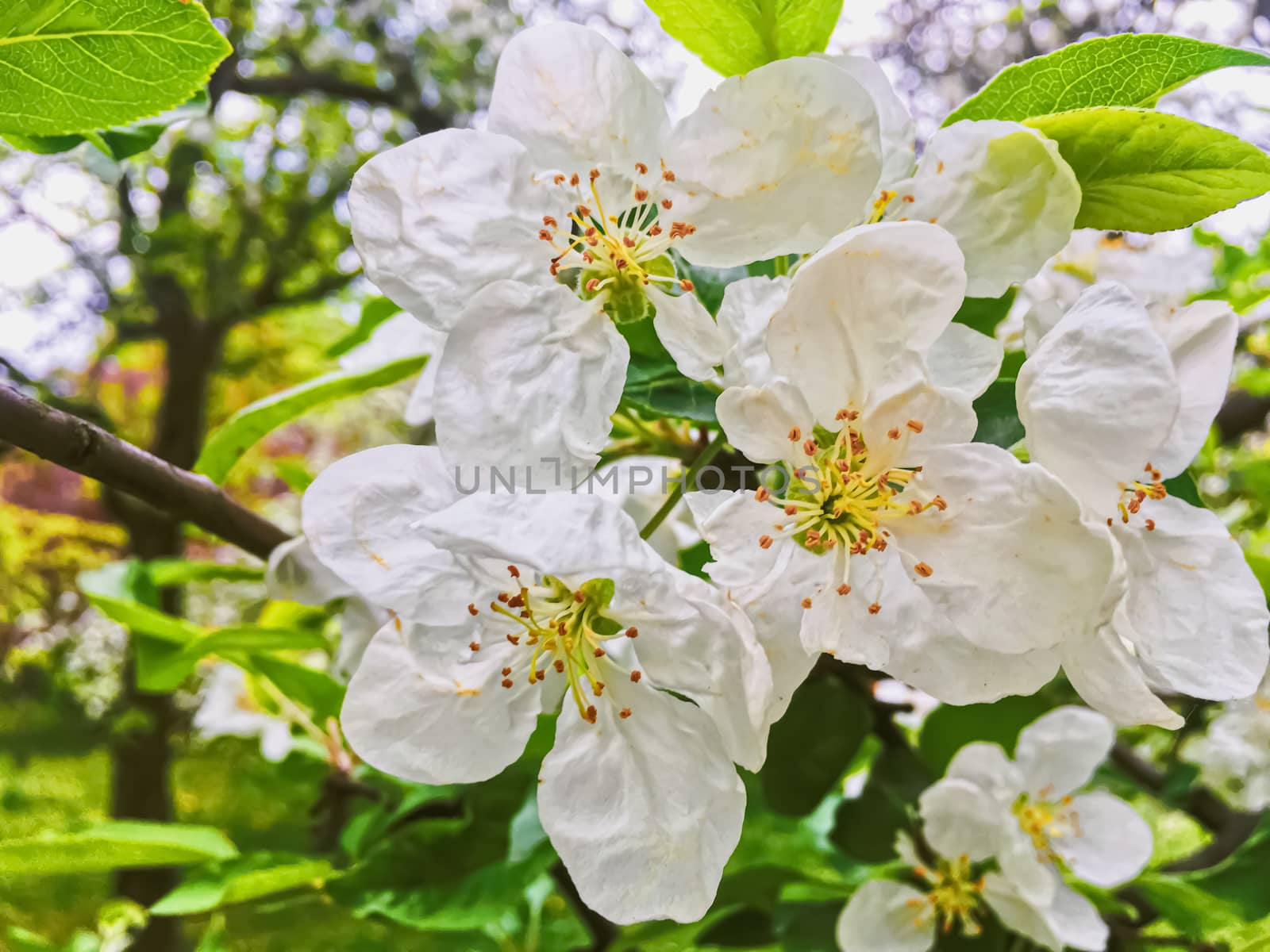 Blooming apple tree flowers in spring garden as beautiful nature landscape, plantation and agriculture by Anneleven