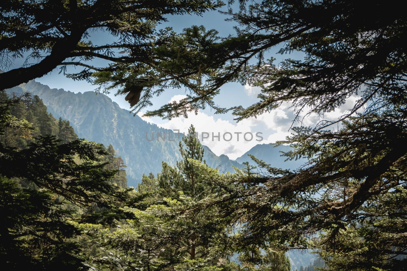 view of the Pyrenees mountains behind the trees in France