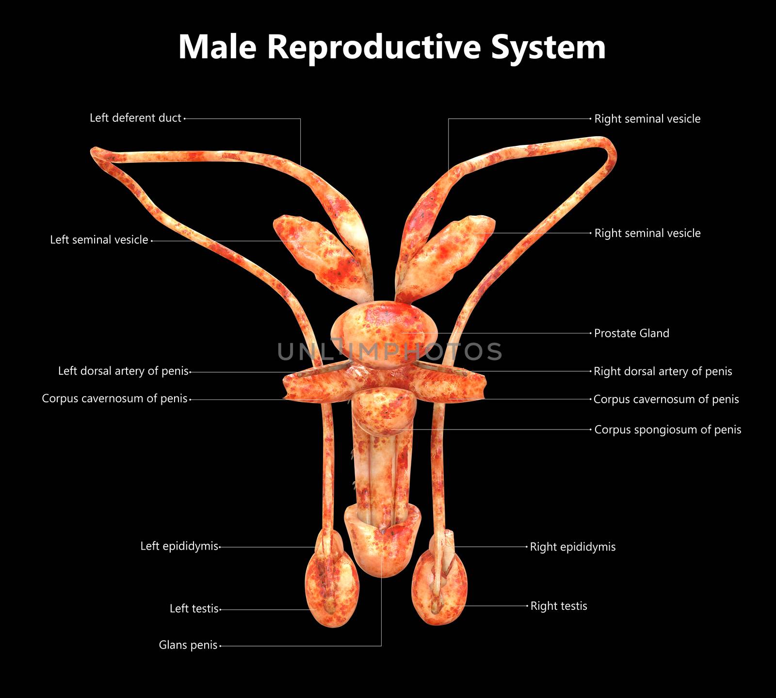 3D Illustration of Male Reproductive System Anatomy Described with Labels Posterior View