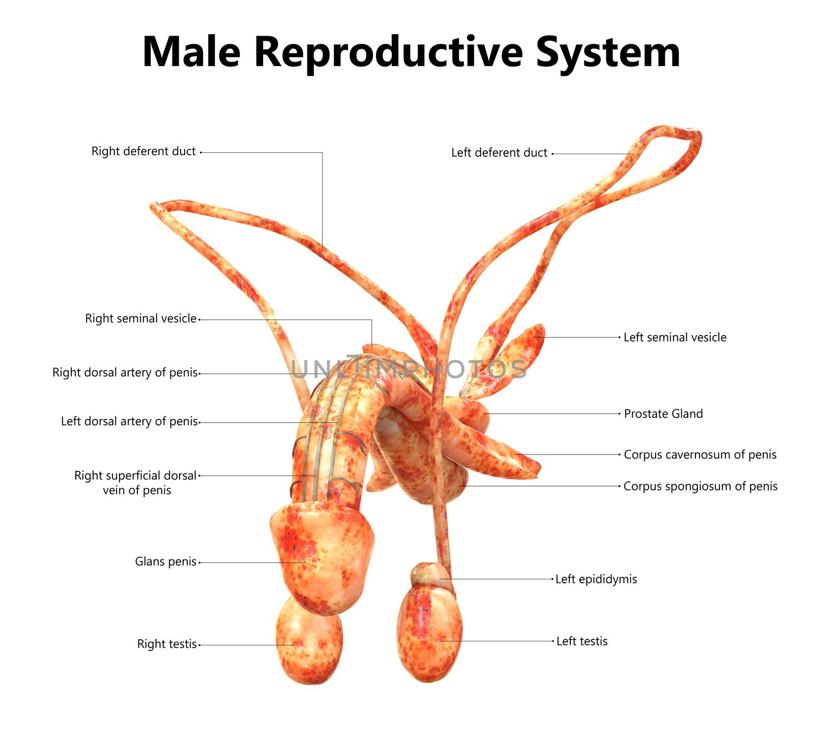 3D Illustration of Male Reproductive System Anatomy Described with Labels