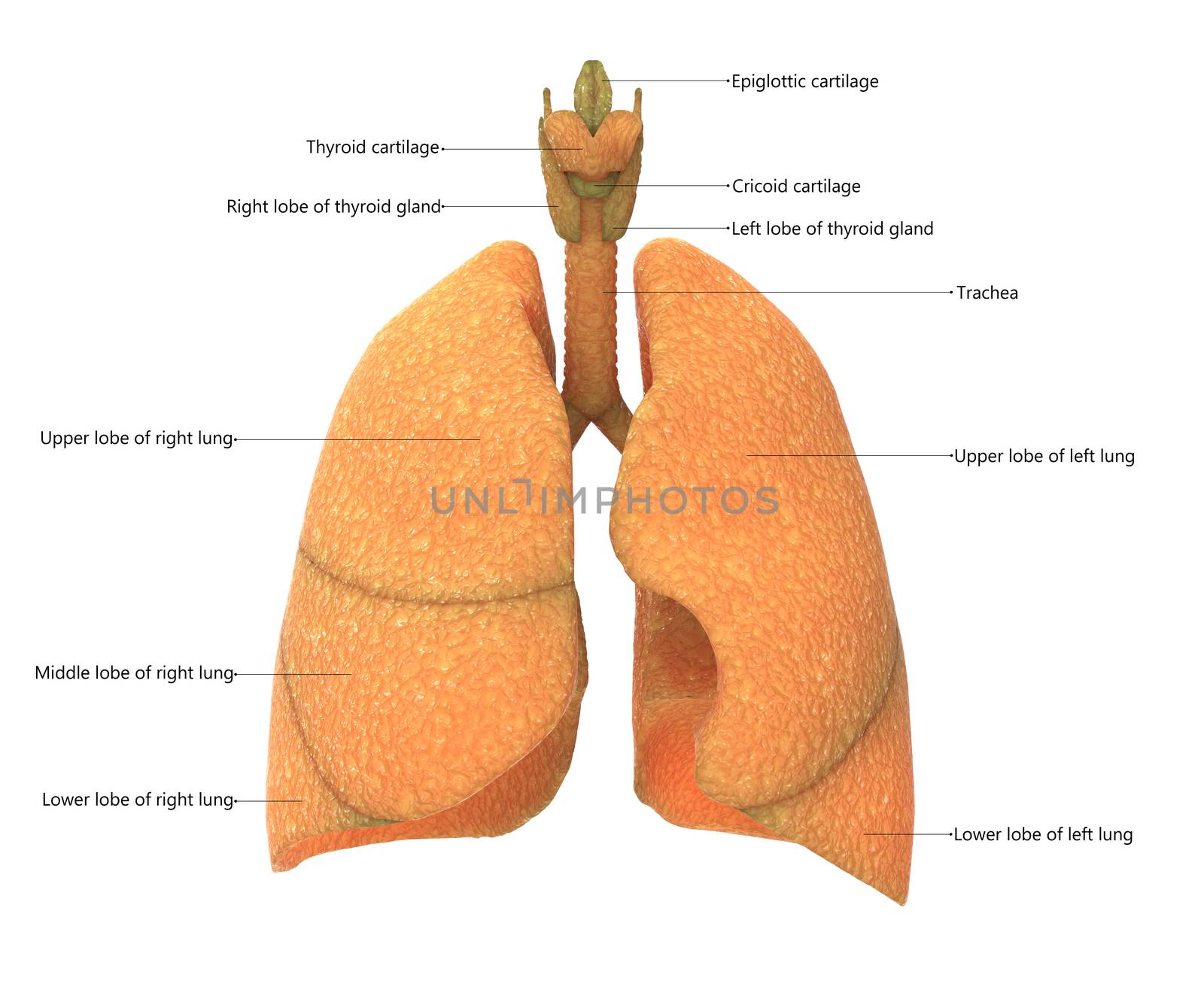 3D Illustration Concept of Human Skeleton System Bone Joints Described with Labels Anatomy