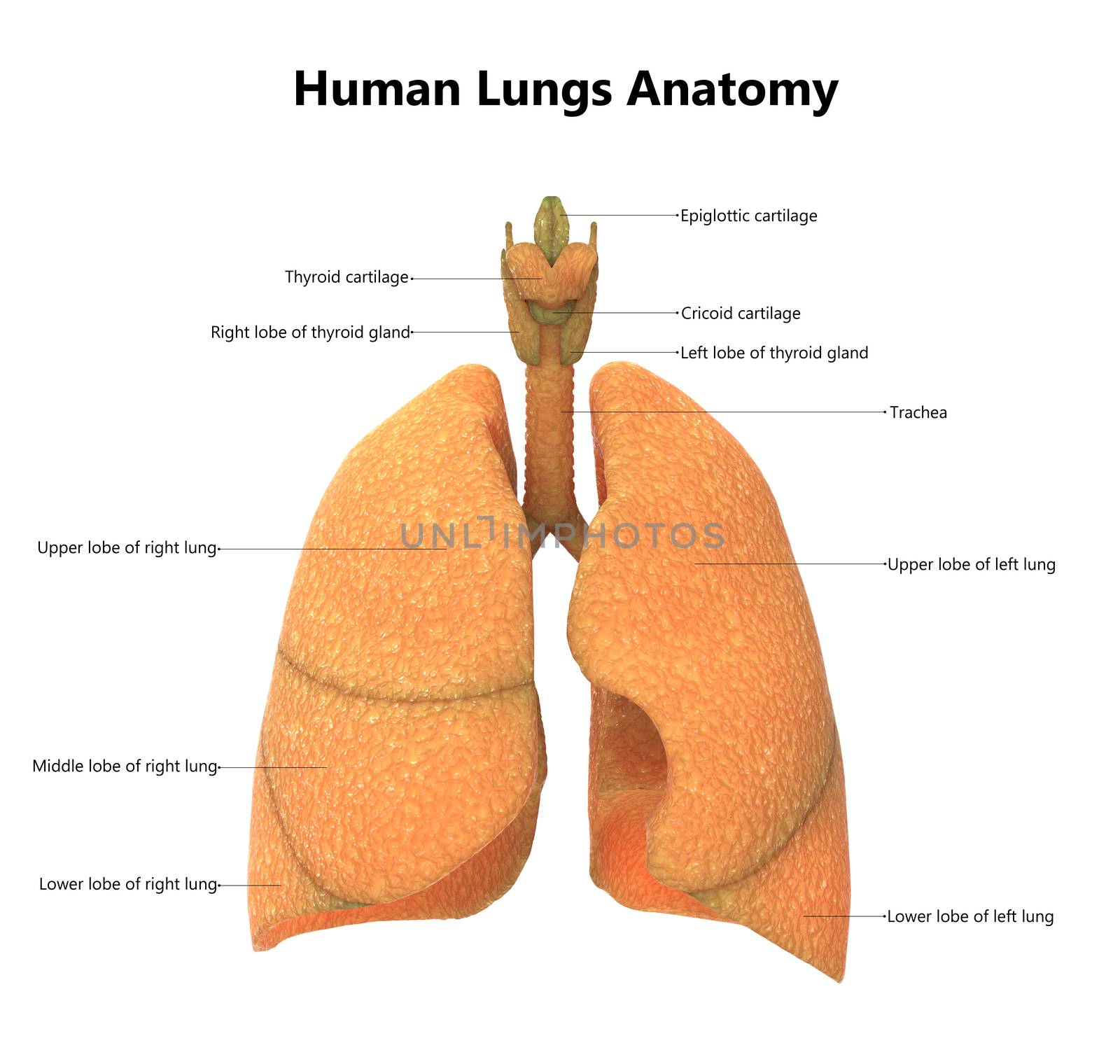3D Illustration of Human Respiratory System Lungs Anatomy Described with Labels