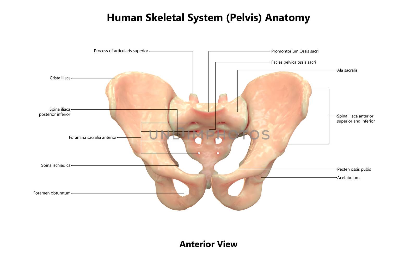 3D Illustration Concept of Human Skeleton System Pelvic Girdle Described with Labels Anatomy Anterior View