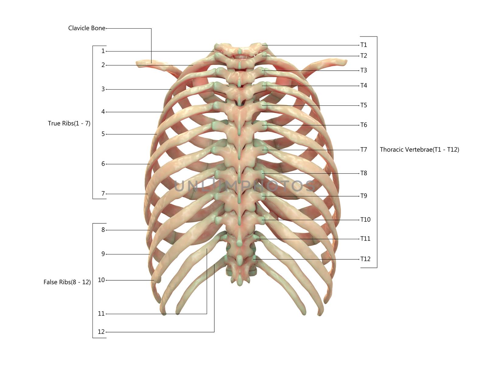 3D Illustration Concept of Human Skeleton System Thoracic Skeleton Described with Labels Anatomy Posterior View