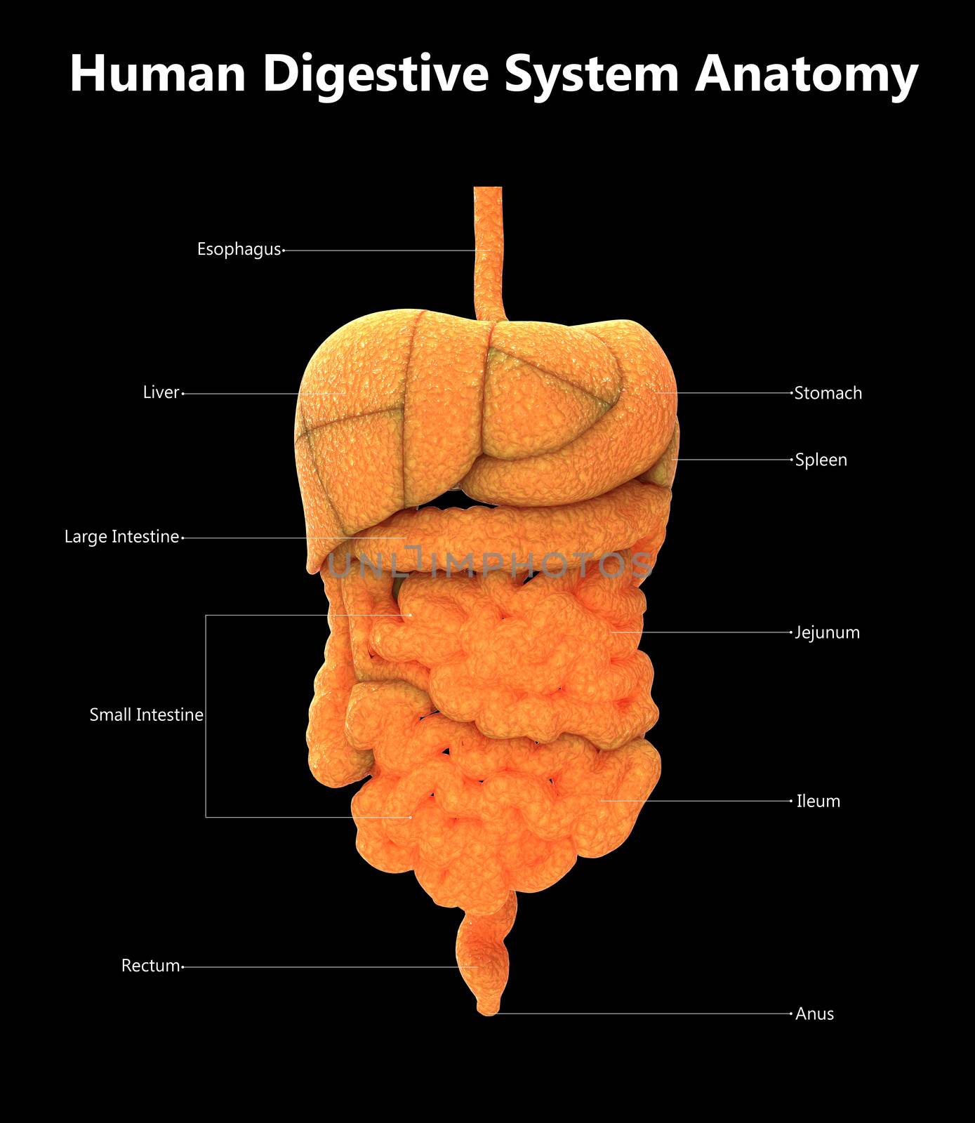 3D Illustration Concept of Human Digestive System Described with Labels Anatomy