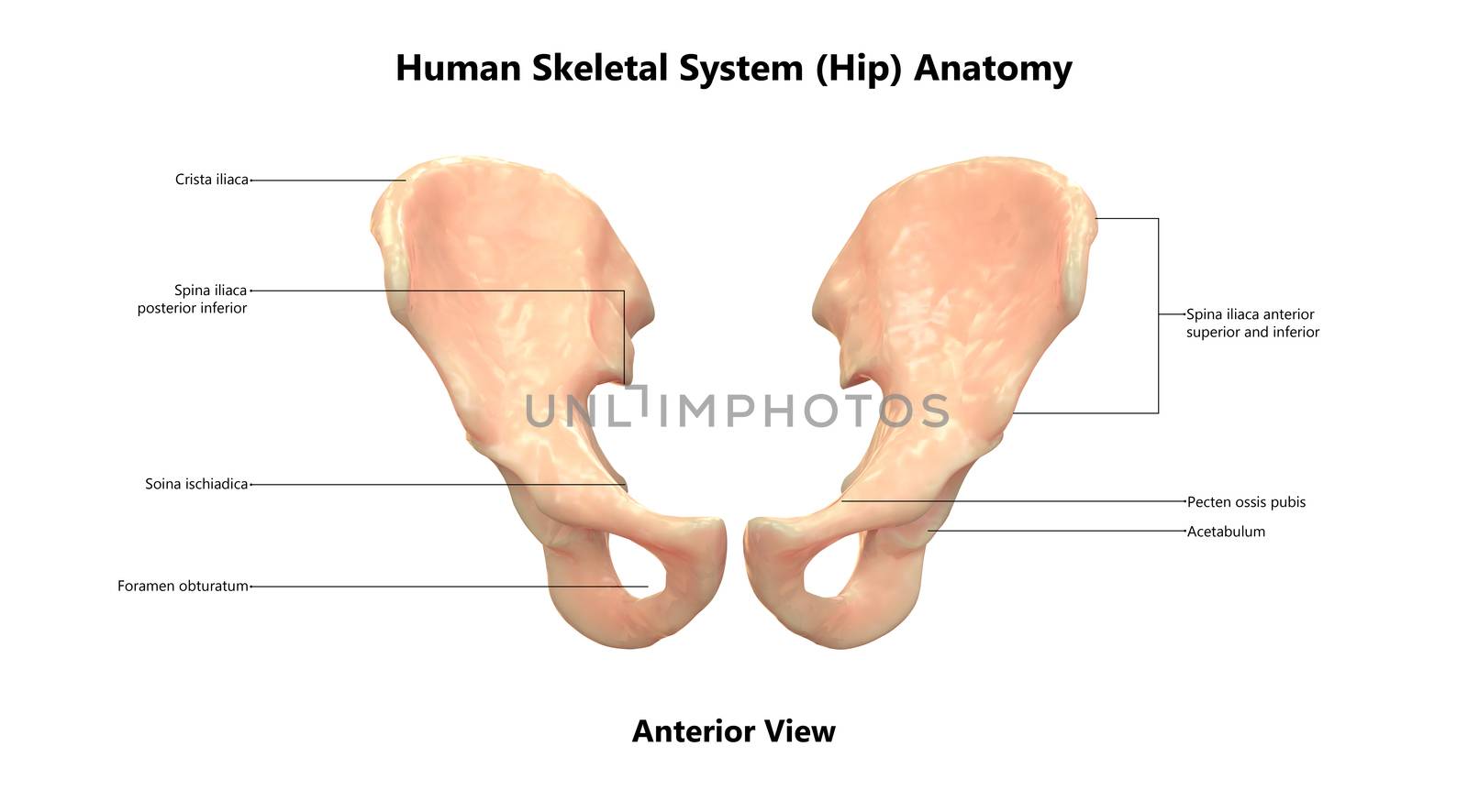 3D Illustration Concept of Human Skeleton System Hip Bone Joints Described with Labels Anatomy Anterior View