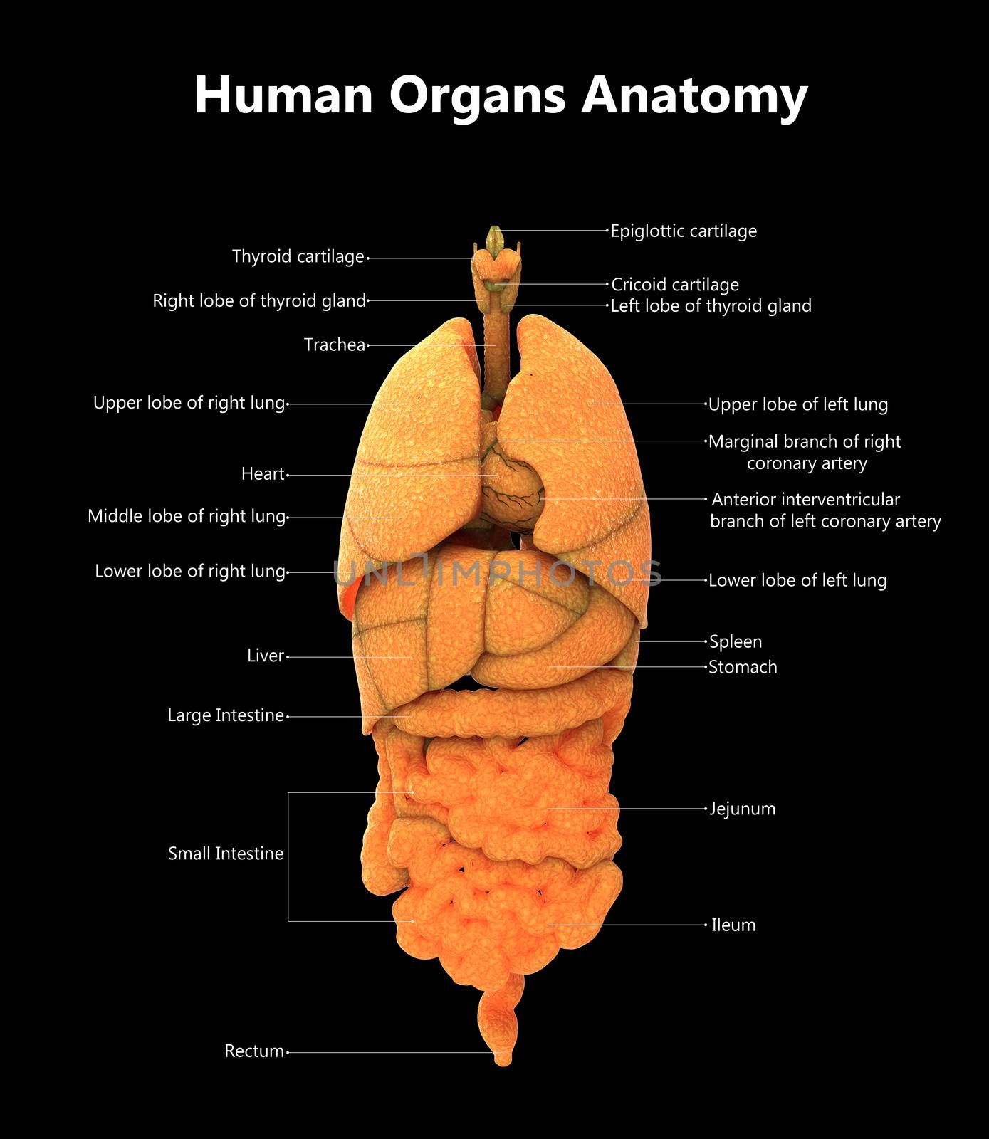 Human Complete Internal Organs Described with Labels Anatomy by magicmine