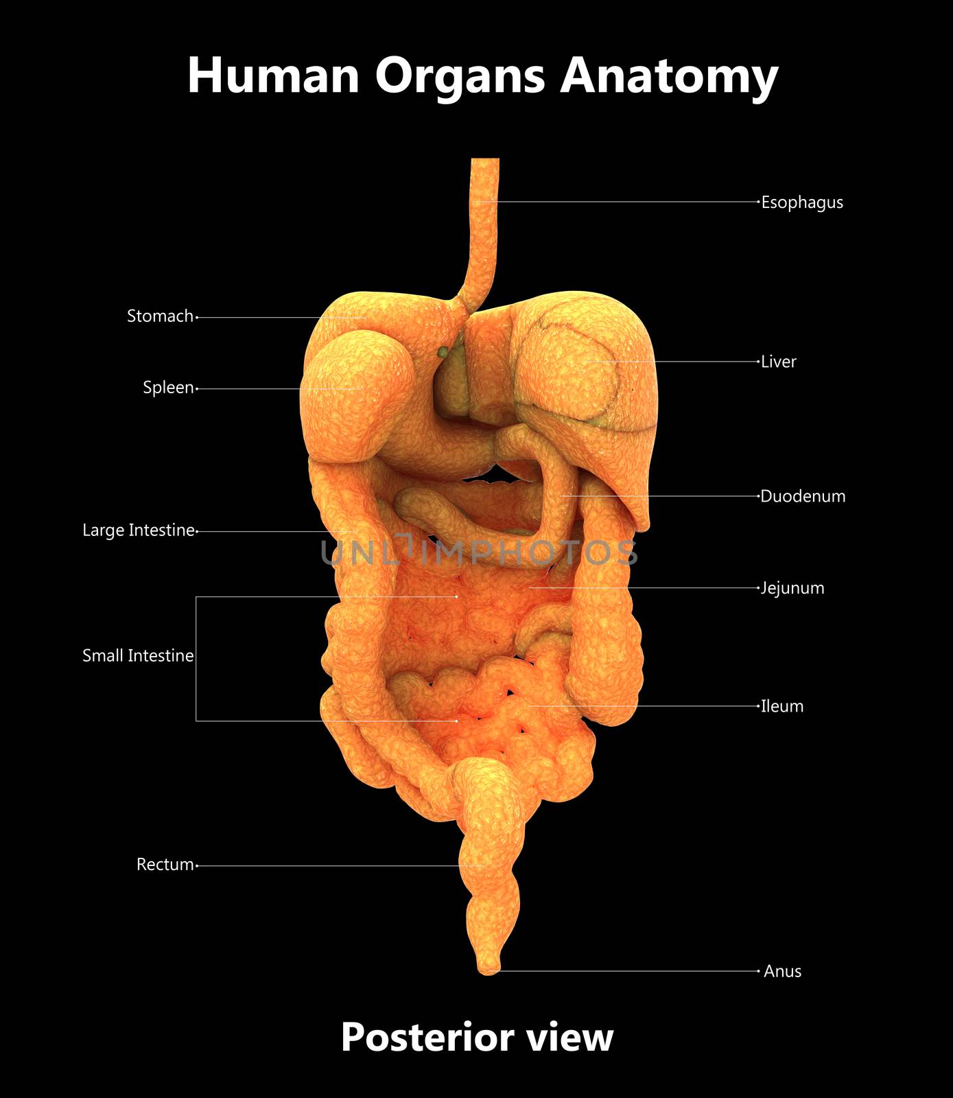 Human Digestive System Described with Labels Anatomy Posterior View by magicmine