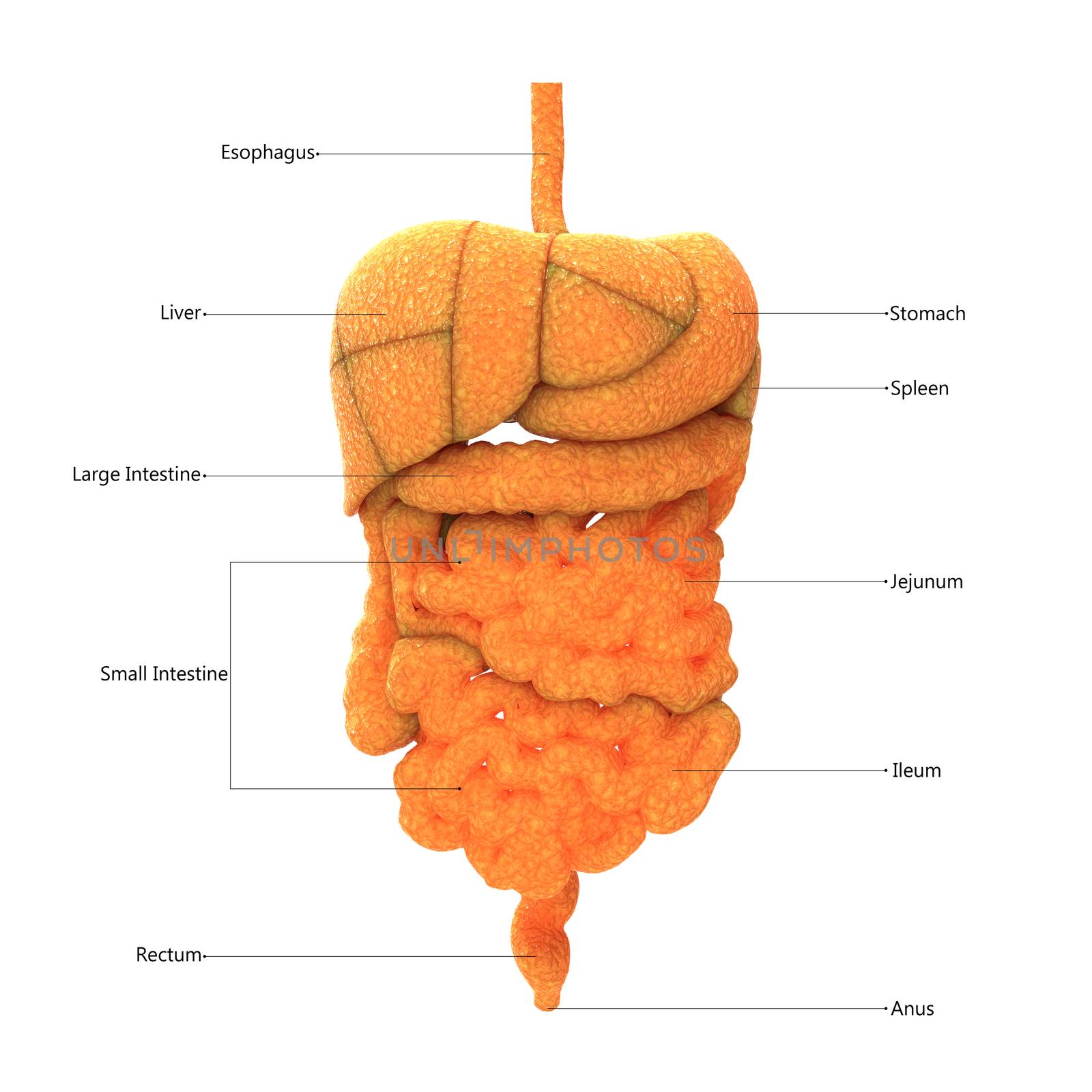 3D Illustration Concept of Human Digestive System Described with Labels Anatomy