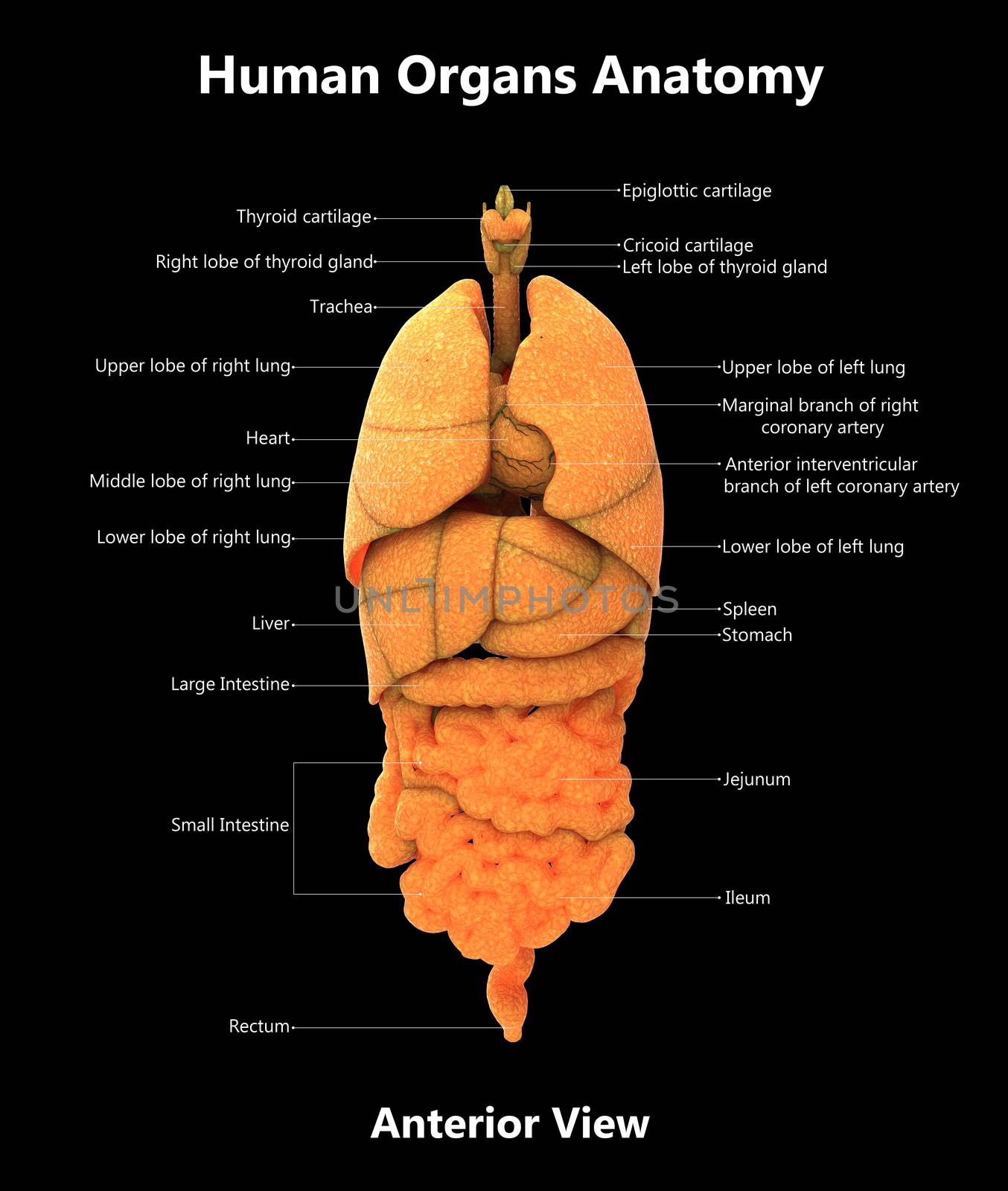 Human Complete Internal Organs Described with Labels Anatomy Anterior View by magicmine