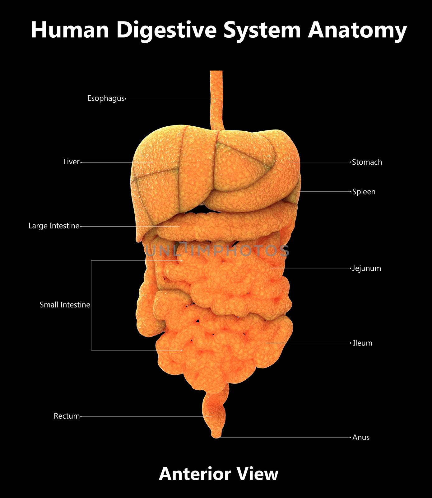 Human Digestive System Described with Labels Anatomy Anterior View by magicmine