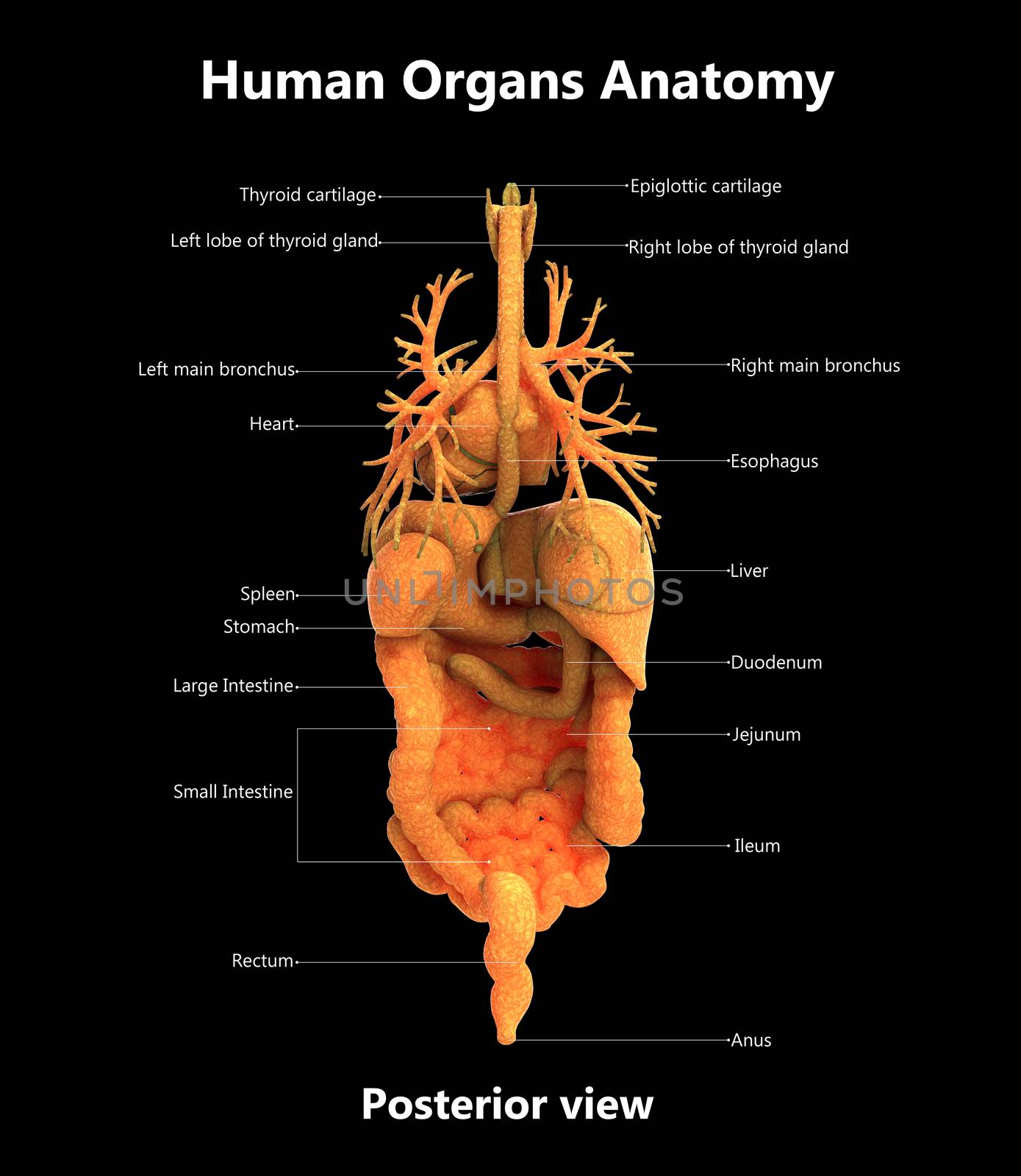 3D Illustration Concept of Human Complete Internal Organs Described with Labels Anatomy Posterior View