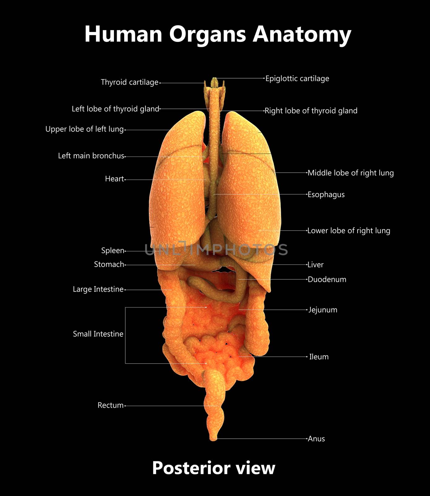 3D Illustration Concept of Human Complete Internal Organs Described with Labels Anatomy Posterior View