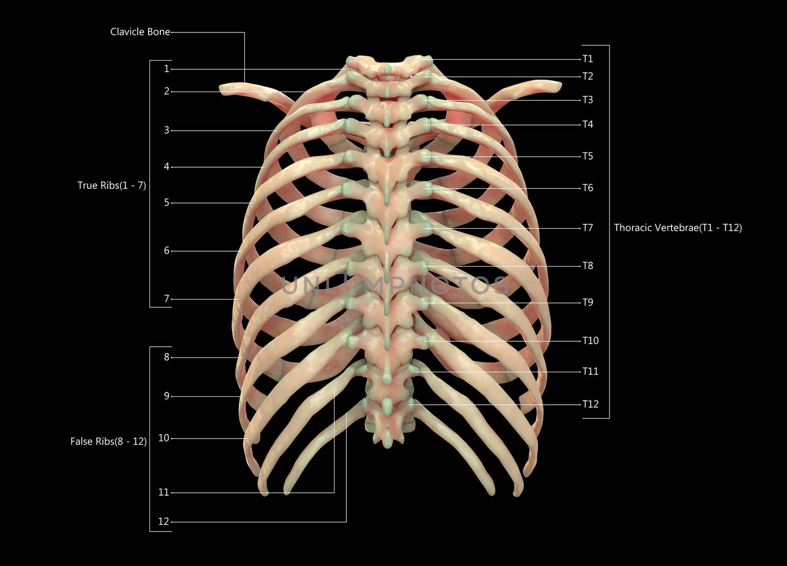 3D Illustration Concept of Human Skeleton System Thoracic Skeleton Described with Labels Anatomy Posterior View