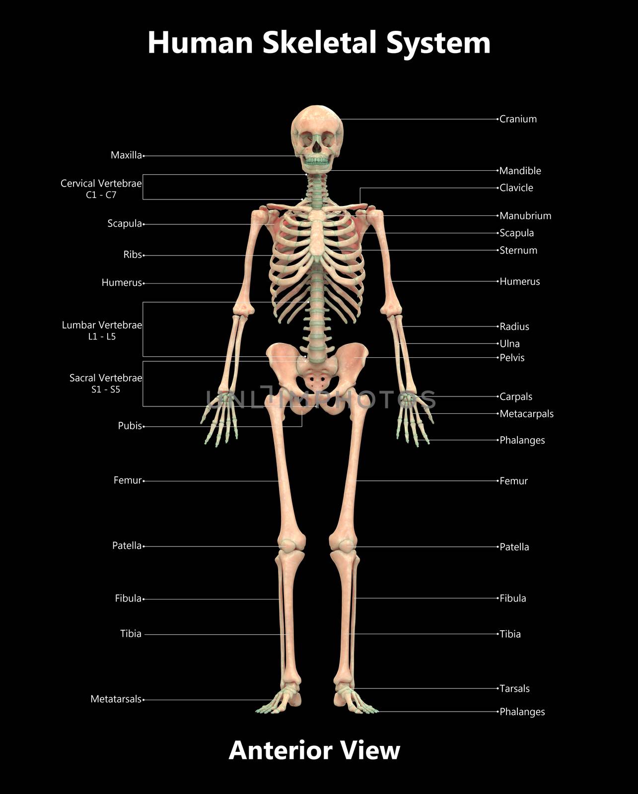 3D Illustration Concept of Human Skeleton System Bone Joints Described with Labels Anatomy Anterior View