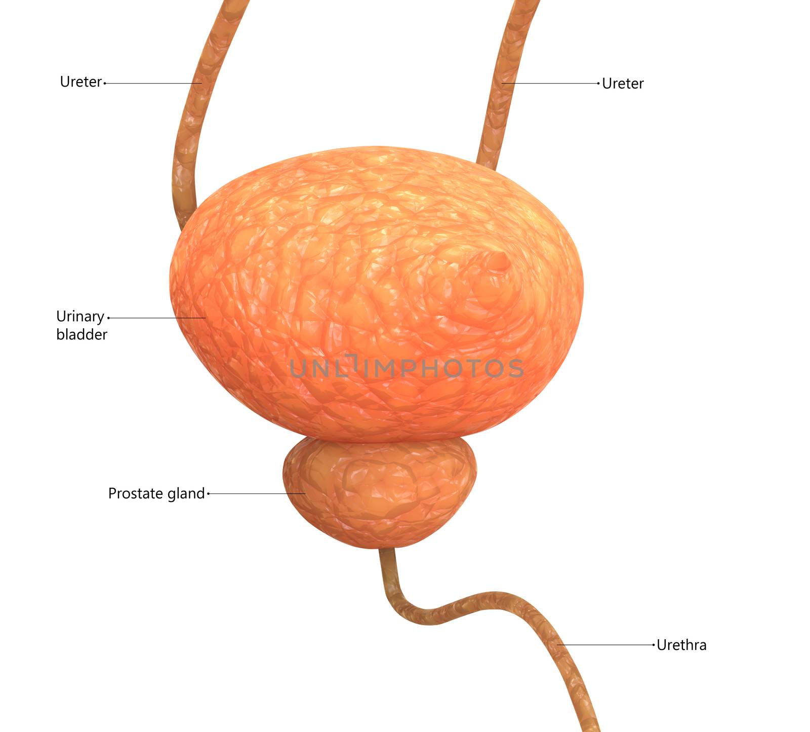 3D Illustration Concept of Human Urinary System Bladder Described with Labels Anatomy