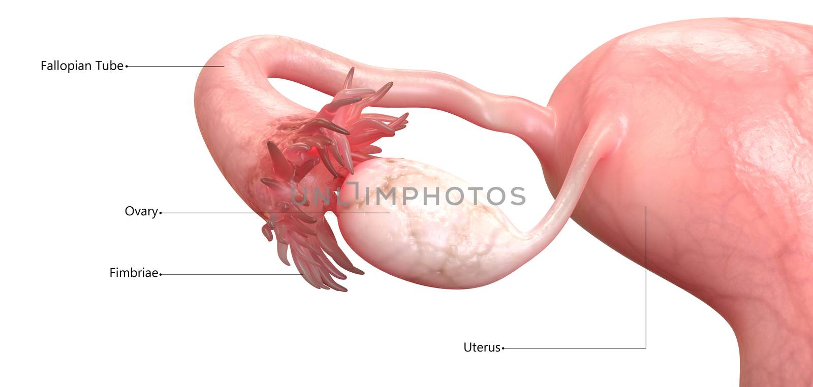 3D Illustration Concept of Female Reproductive System Described with Labels Anatomy