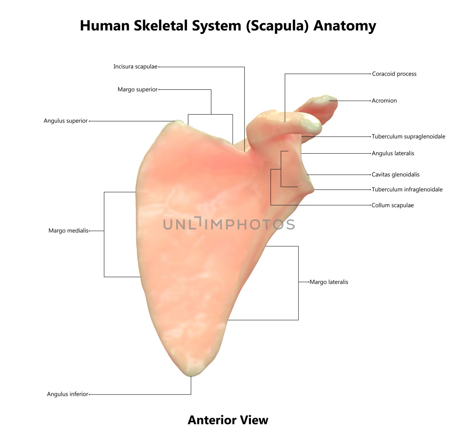 3D Illustration Concept of Human Skeleton System Scapula Bone Joints Described with Labels Anatomy Anterior View