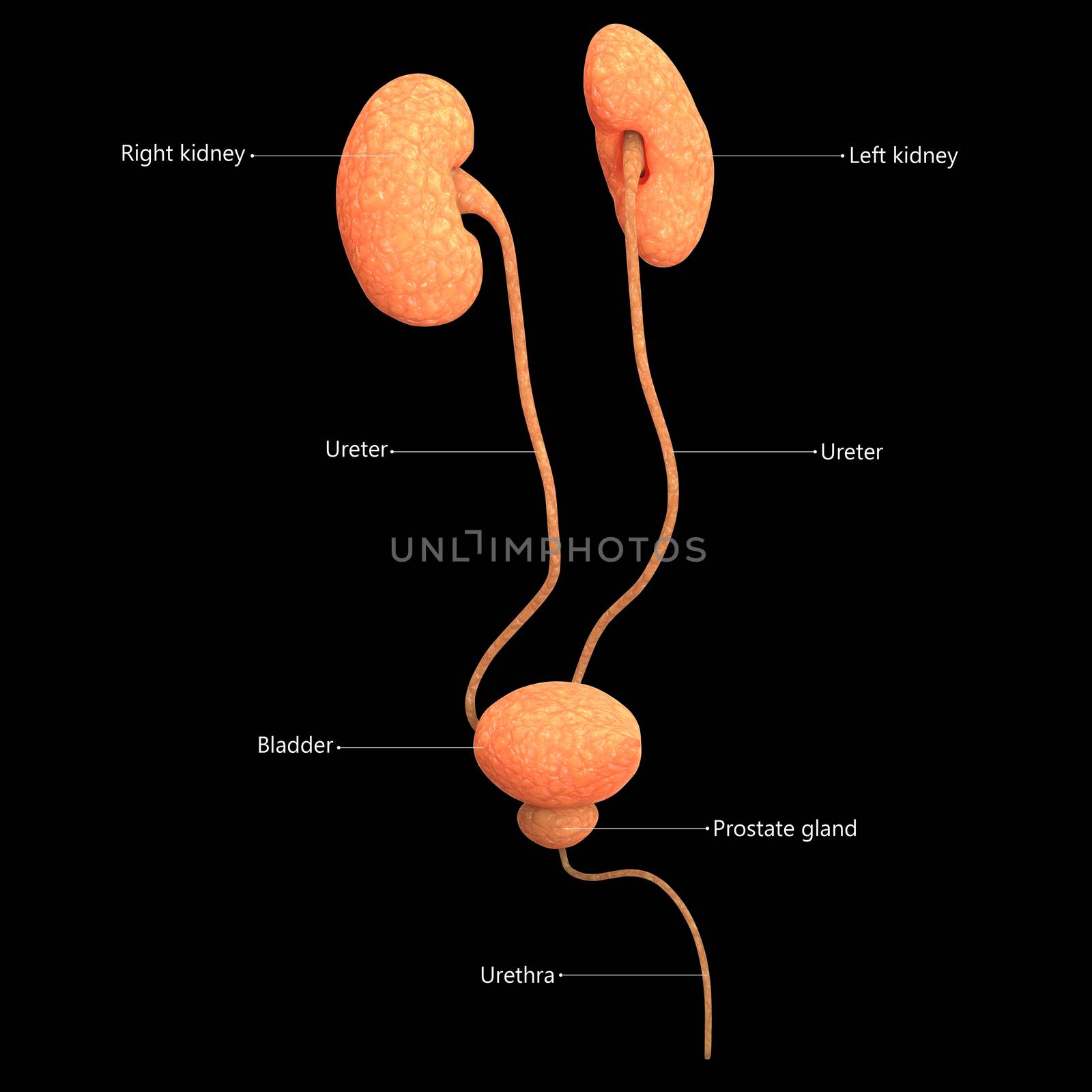 3D Illustration Concept of Human Urinary System Kidneys with Bladder Described with Labels Anatomy