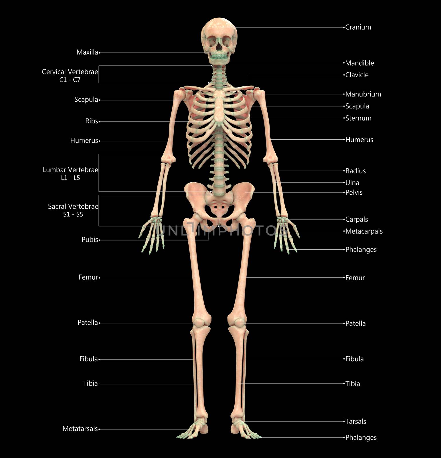 3D Illustration Concept of Human Skeleton System Bone Joints Described with Labels Anatomy Anterior View