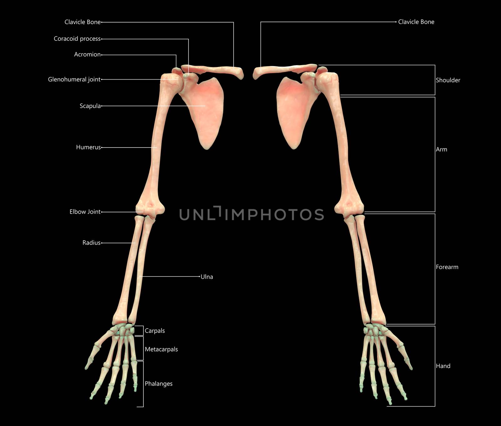 3D Illustration Concept of Human Skeleton System Upper Limbs Described with Labels Anatomy Anterior View