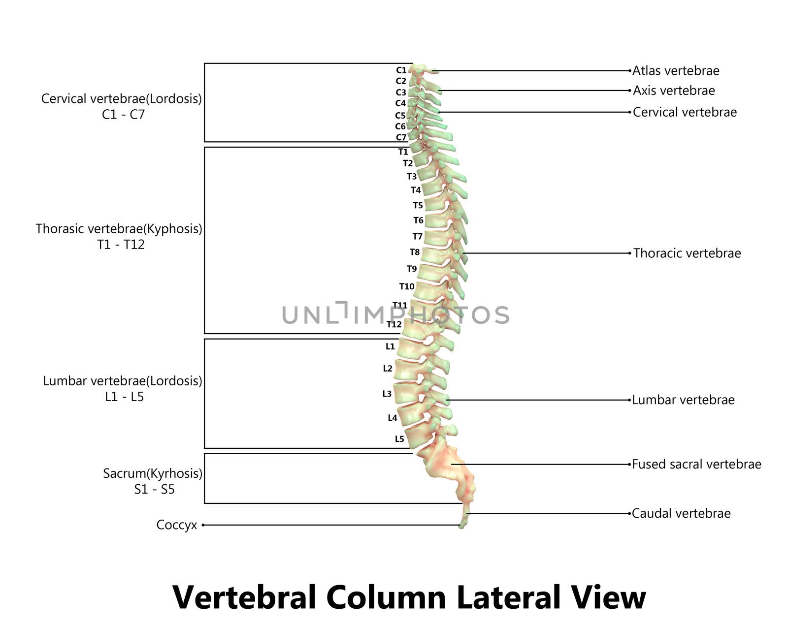 3D Illustration Concept of Vertebral Column of Human Skeleton System Described with Labels Anatomy Lateral View