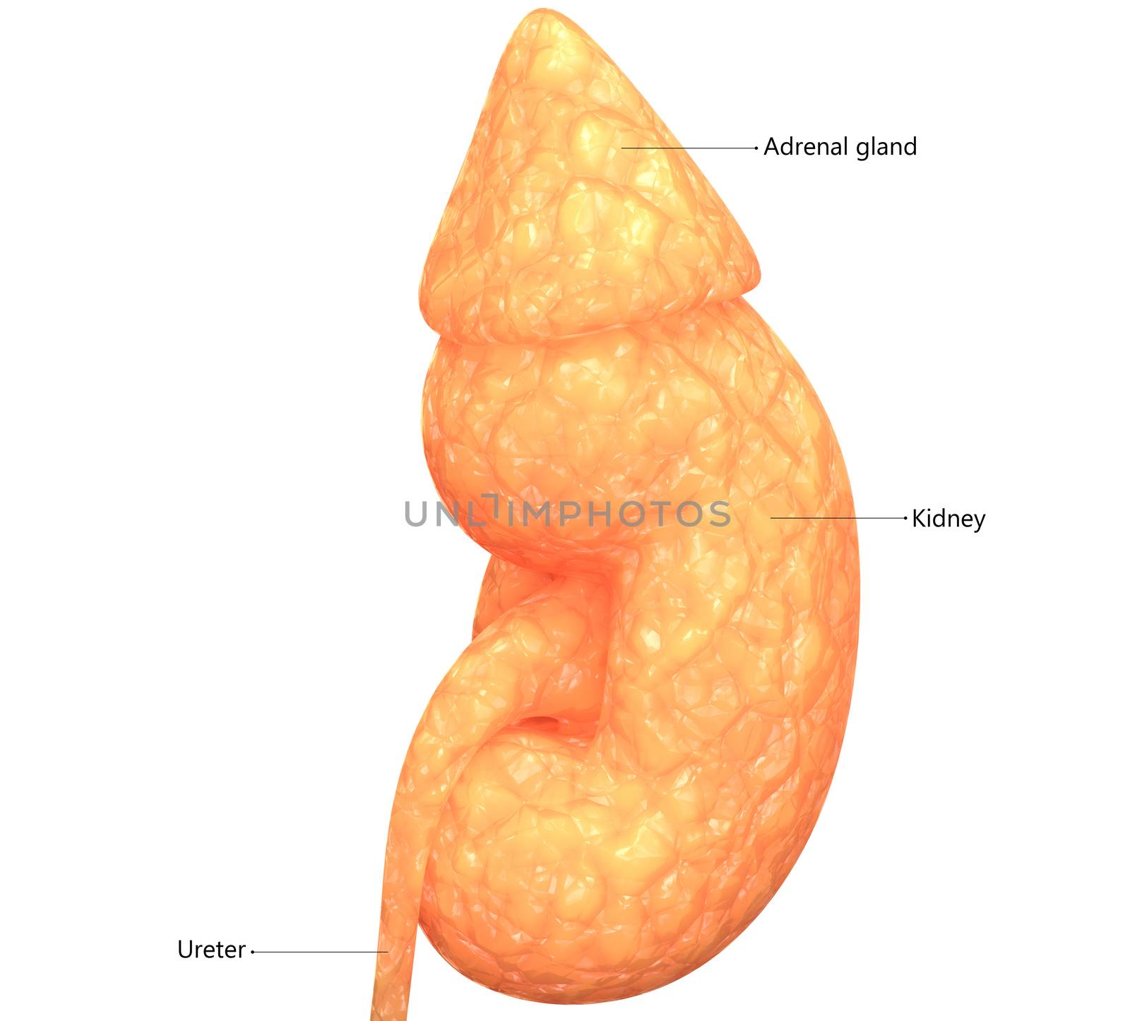 3D Illustration Concept of Human Urinary System Kidney Described with Labels Anatomy