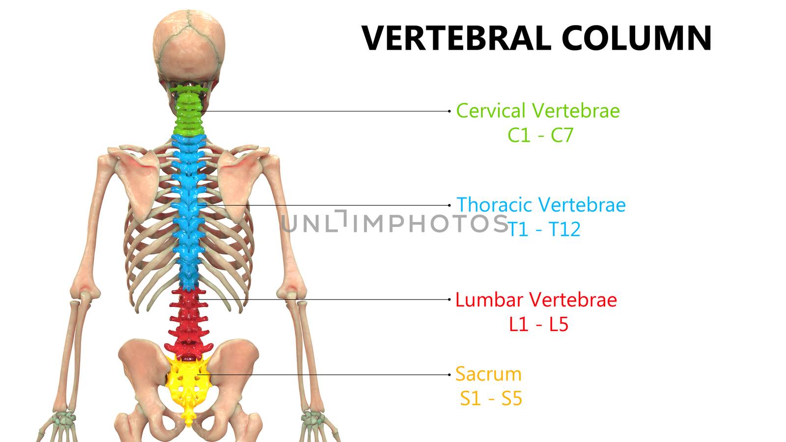 3D Illustration Concept of Vertebral Column of Human Skeleton System Described with Labels Anatomy Posterior View