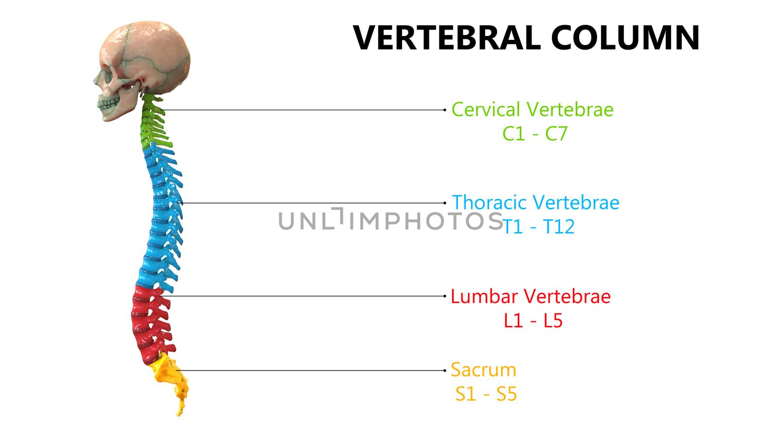 3D Illustration Concept of Vertebral Column of Human Skeleton System Described with Labels Anatomy Lateral View