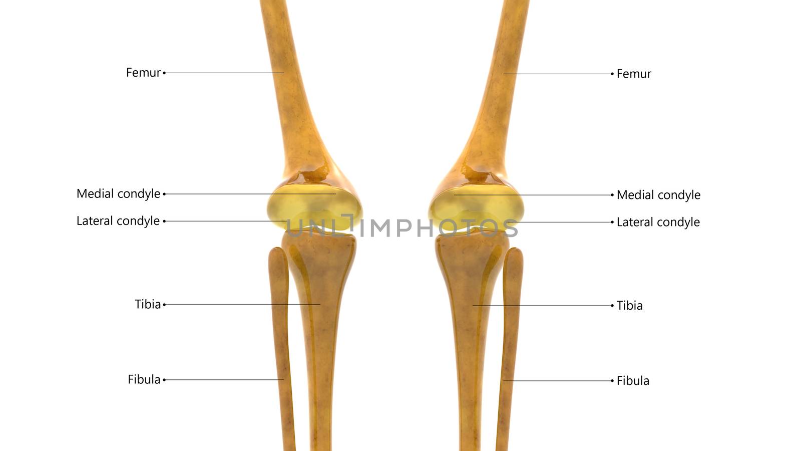 3D Illustration Concept of Human Skeleton System Knee Joints Described with Labels Anatomy Posterior View