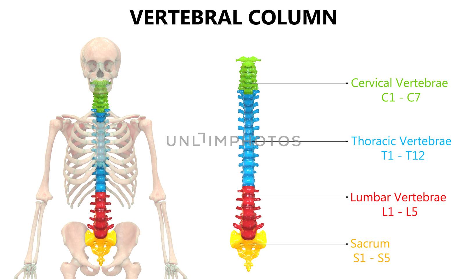 3D Illustration Concept of Vertebral Column of Human Skeleton System Described with Labels Anatomy Anterior View