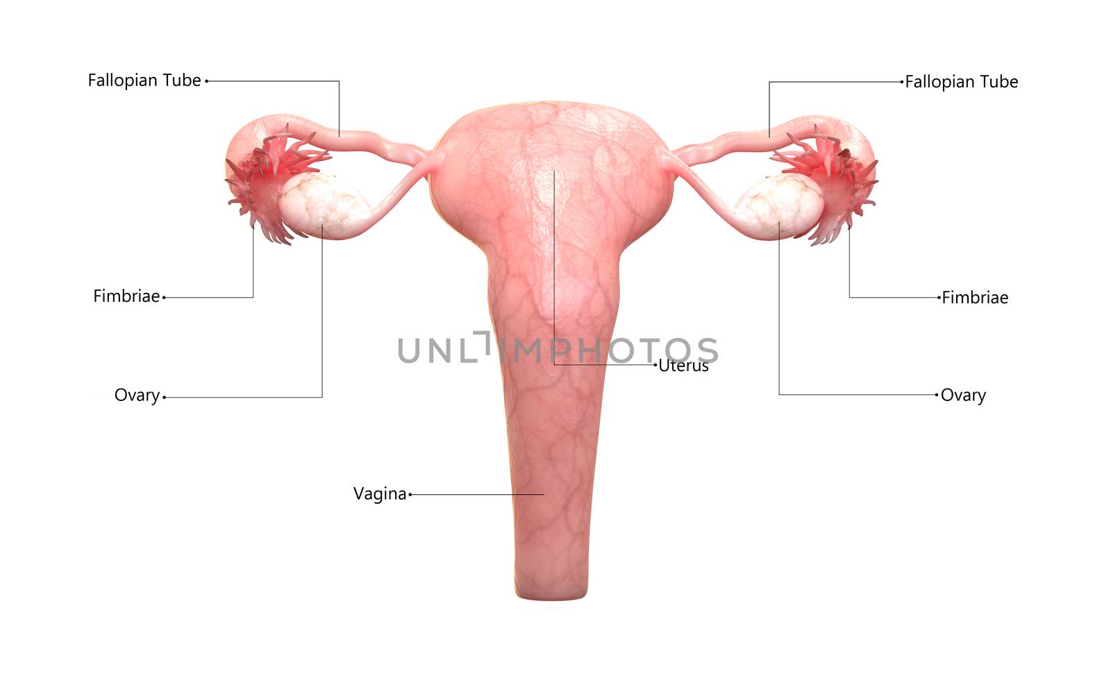 3D Illustration Concept of Female Reproductive System Described with Labels Anatomy Posterior View