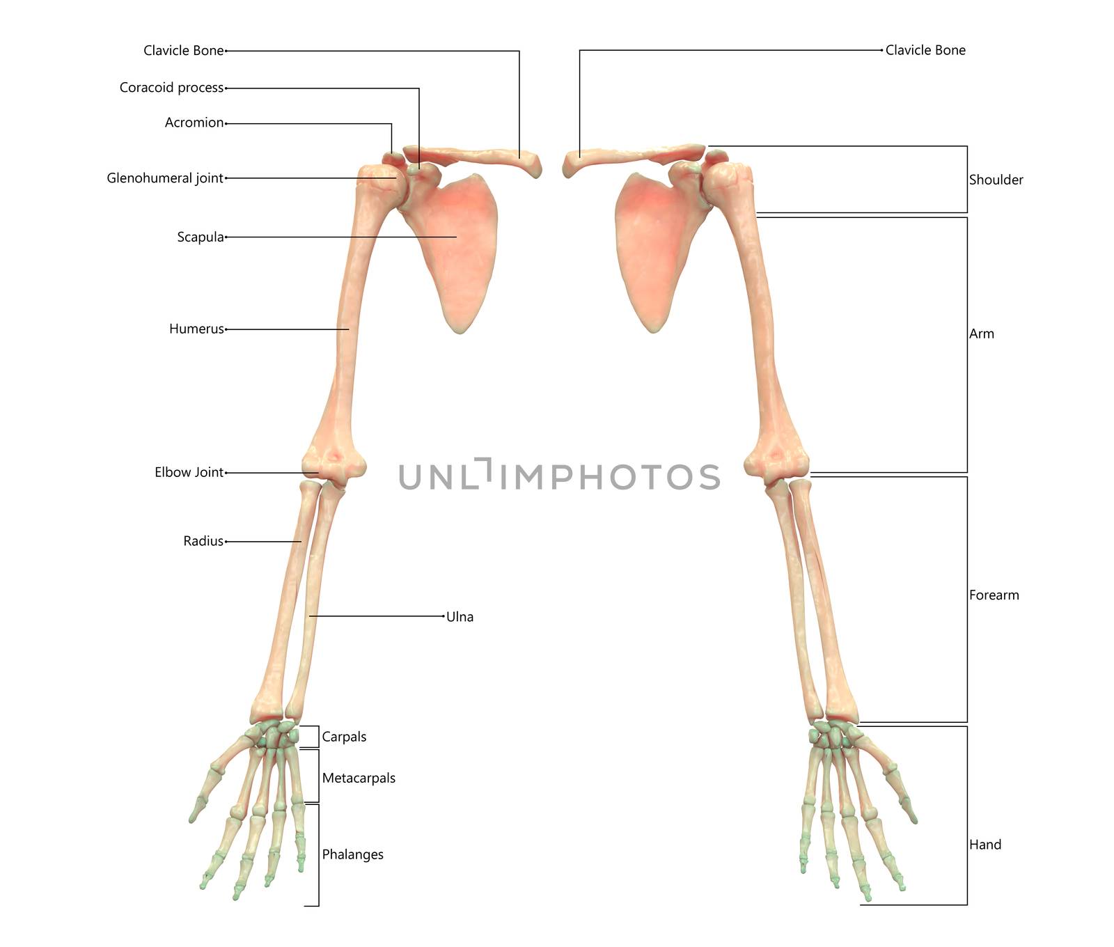 3D Illustration Concept of Human Skeleton System Upper Limbs Described with Labels Anatomy Anterior View