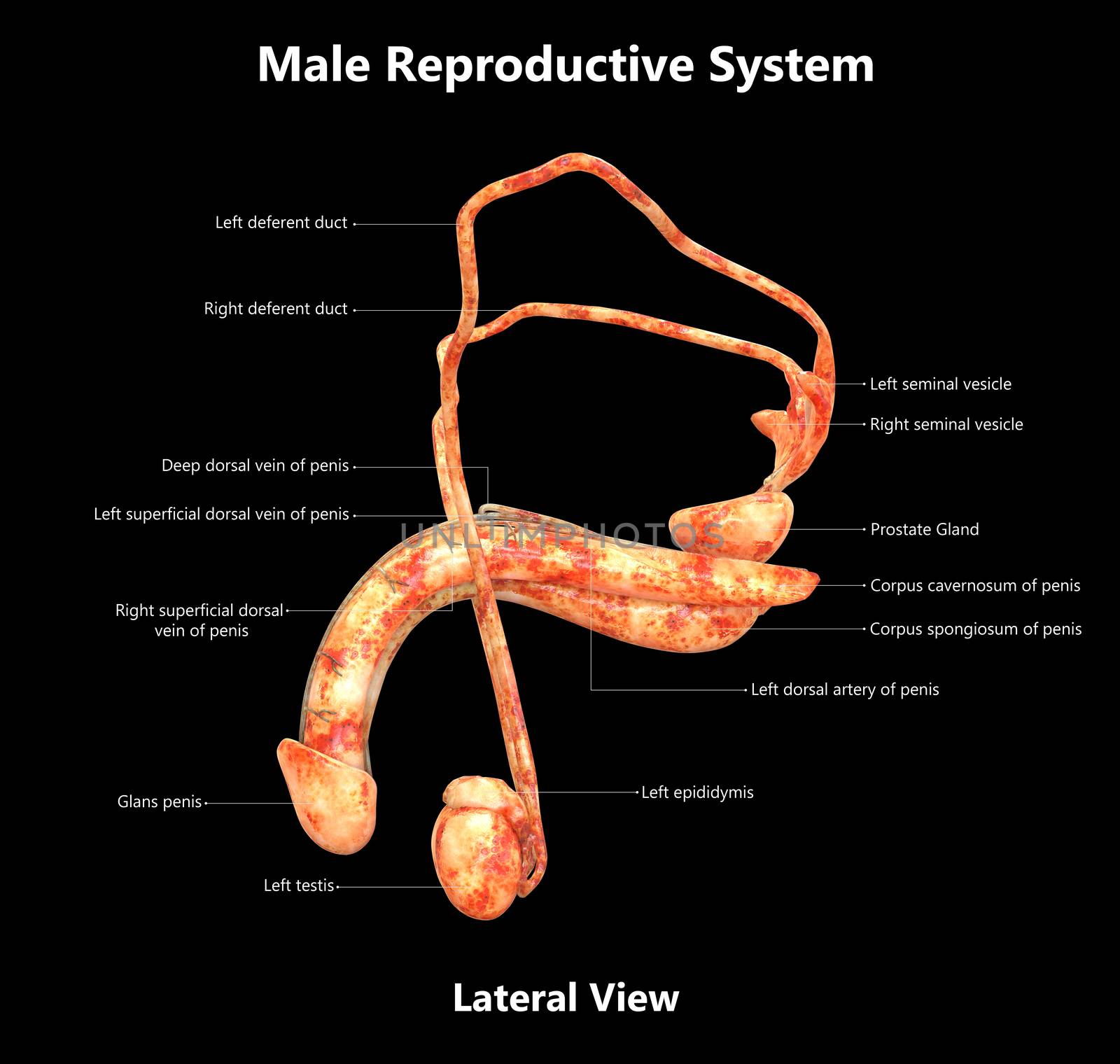 3D Illustration Concept of Male Reproductive System Described with Labels Anatomy Lateral View