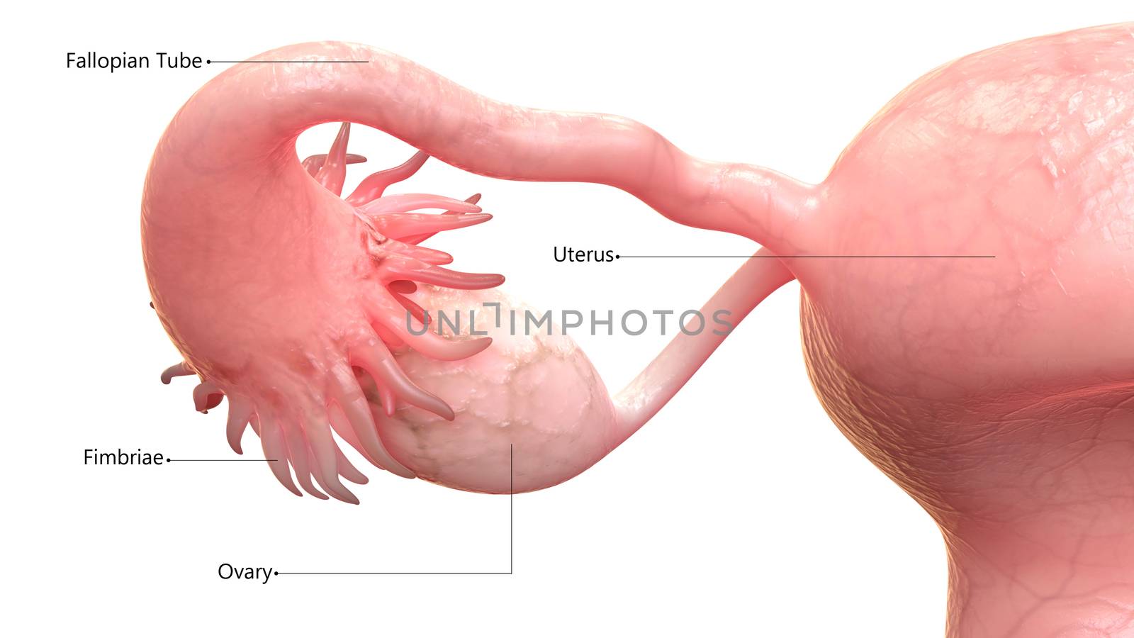 3D Illustration Concept of Female Reproductive System Described with Labels Anatomy