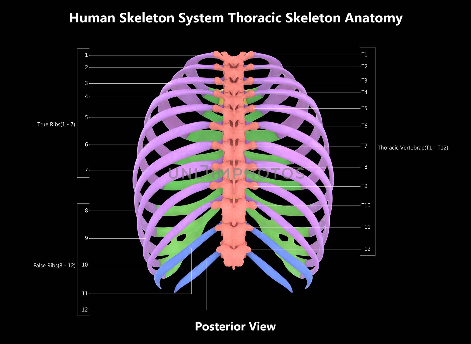 3D Illustration Concept of Human Skeleton System Hand Thoracic Skeleton Described with Labels Anatomy Posterior View