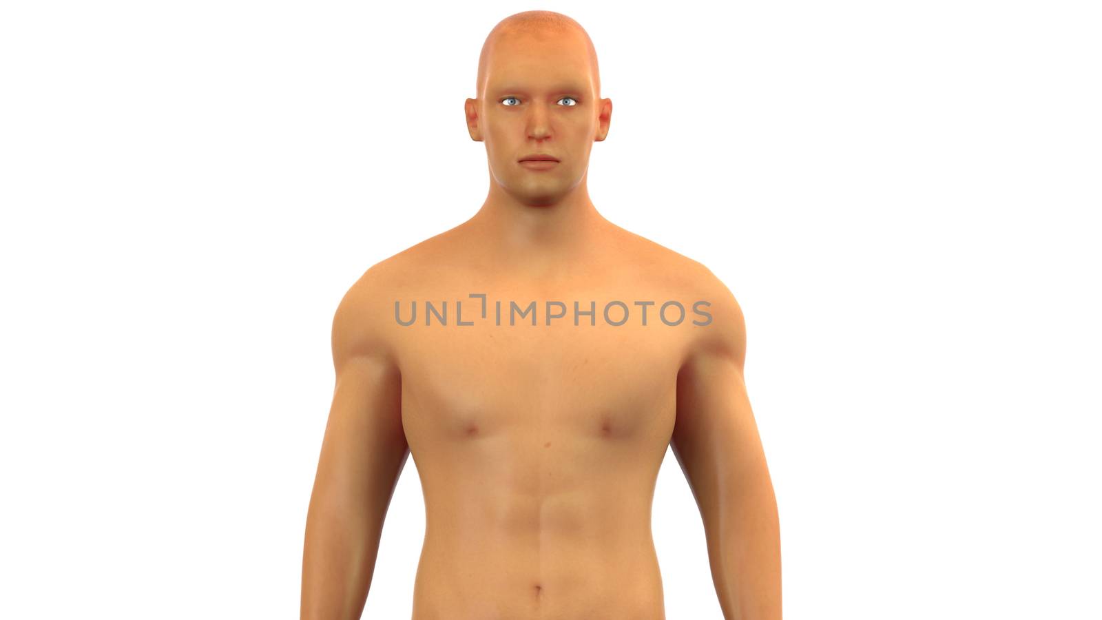 3D Illustration Concept of Human Male Muscle Body Anatomy