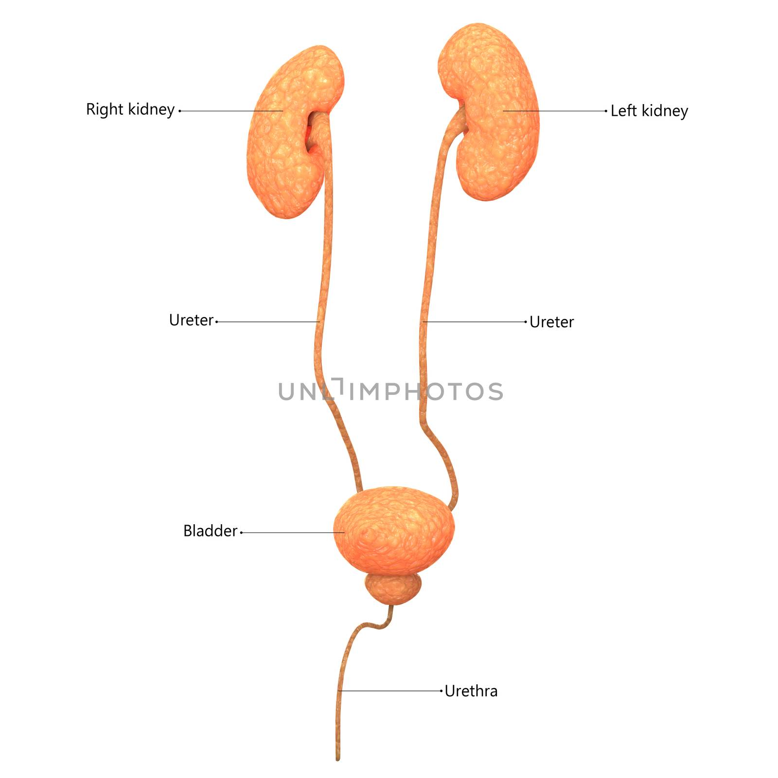 3D Illustration Concept of Male Urinary System Kidneys with Bladder Described with Labels Anatomy Anterior View