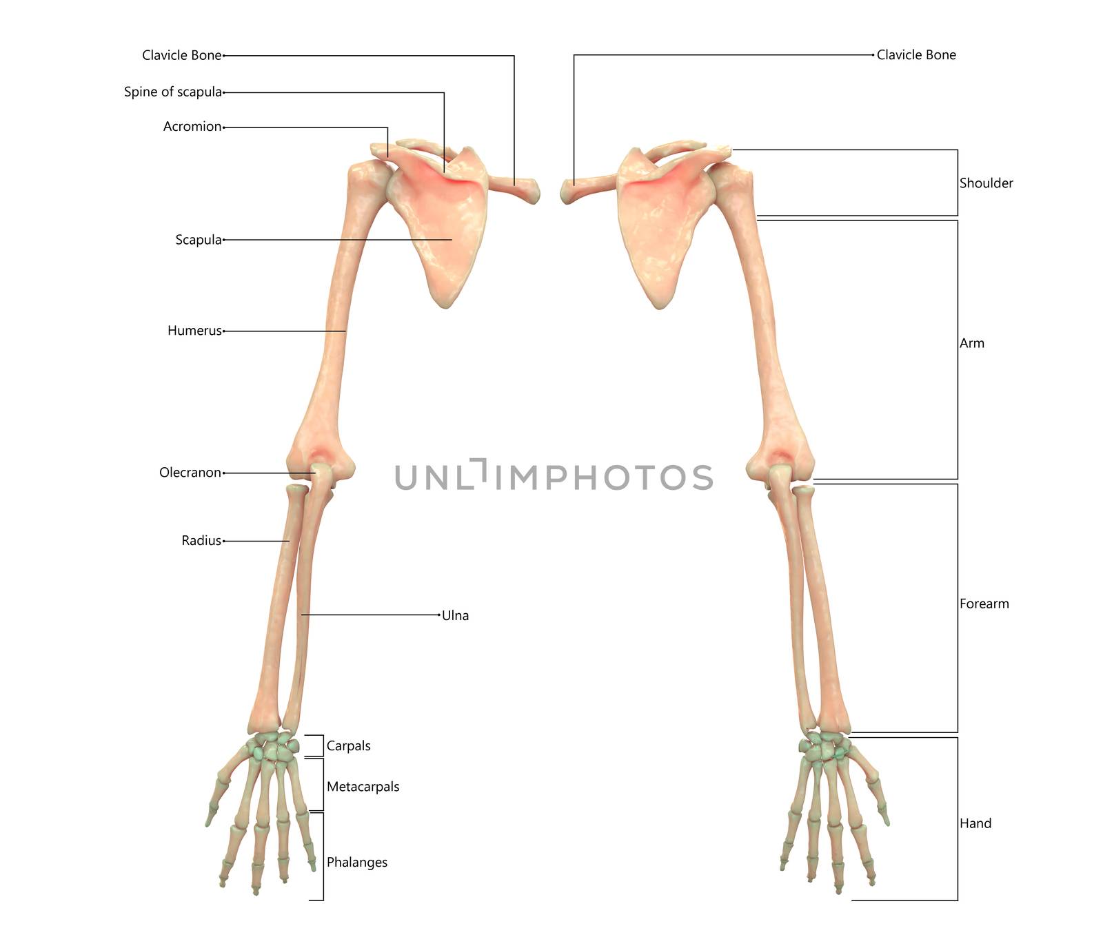 3D Illustration Concept of Human Skeleton System Upper Limbs Described with Labels Anatomy Posterior View