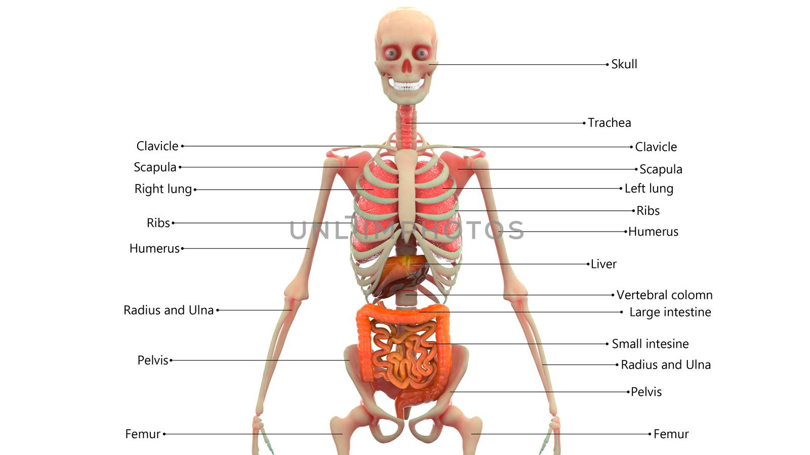 Human Internal Organs Described with labels Anatomy by magicmine