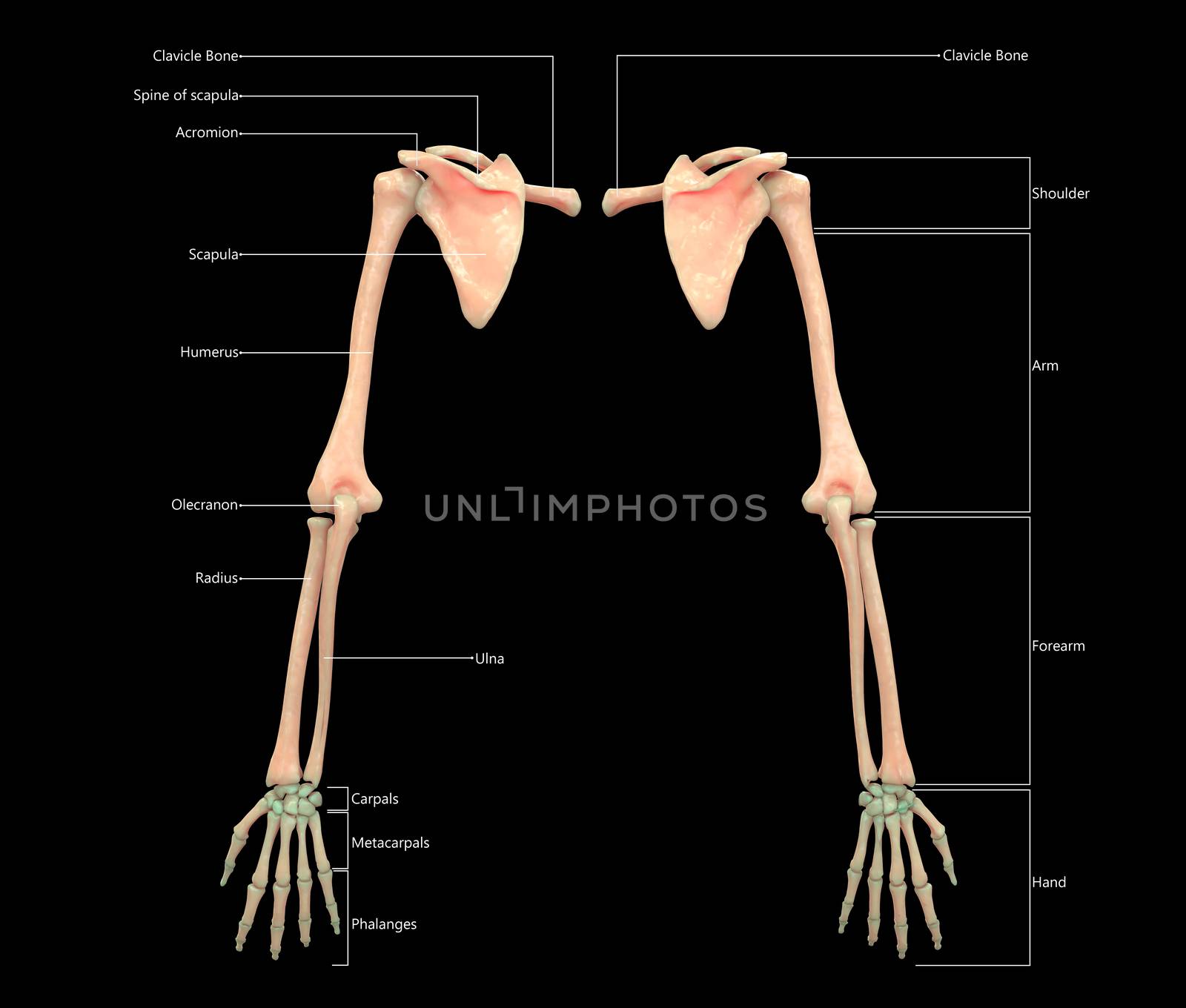 3D Illustration Concept of Human Skeleton System Upper Limbs Described with Labels Anatomy Posterior View