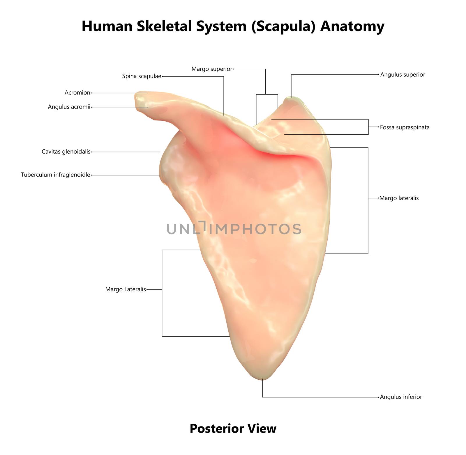 3D Illustration Concept of Human Skeleton System Scapula Bone Joints Described with Labels Anatomy Posterior View