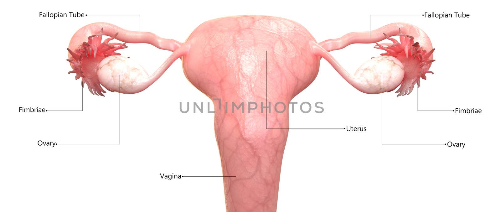 3D Illustration Concept of Female Reproductive System Described with Labels Anatomy Posterior View