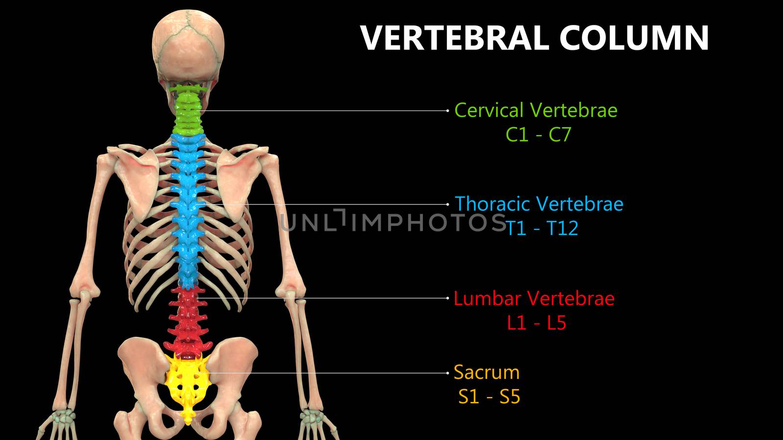 3D Illustration Concept of Vertebral Column of Human Skeleton System Described with Labels Anatomy Posterior View