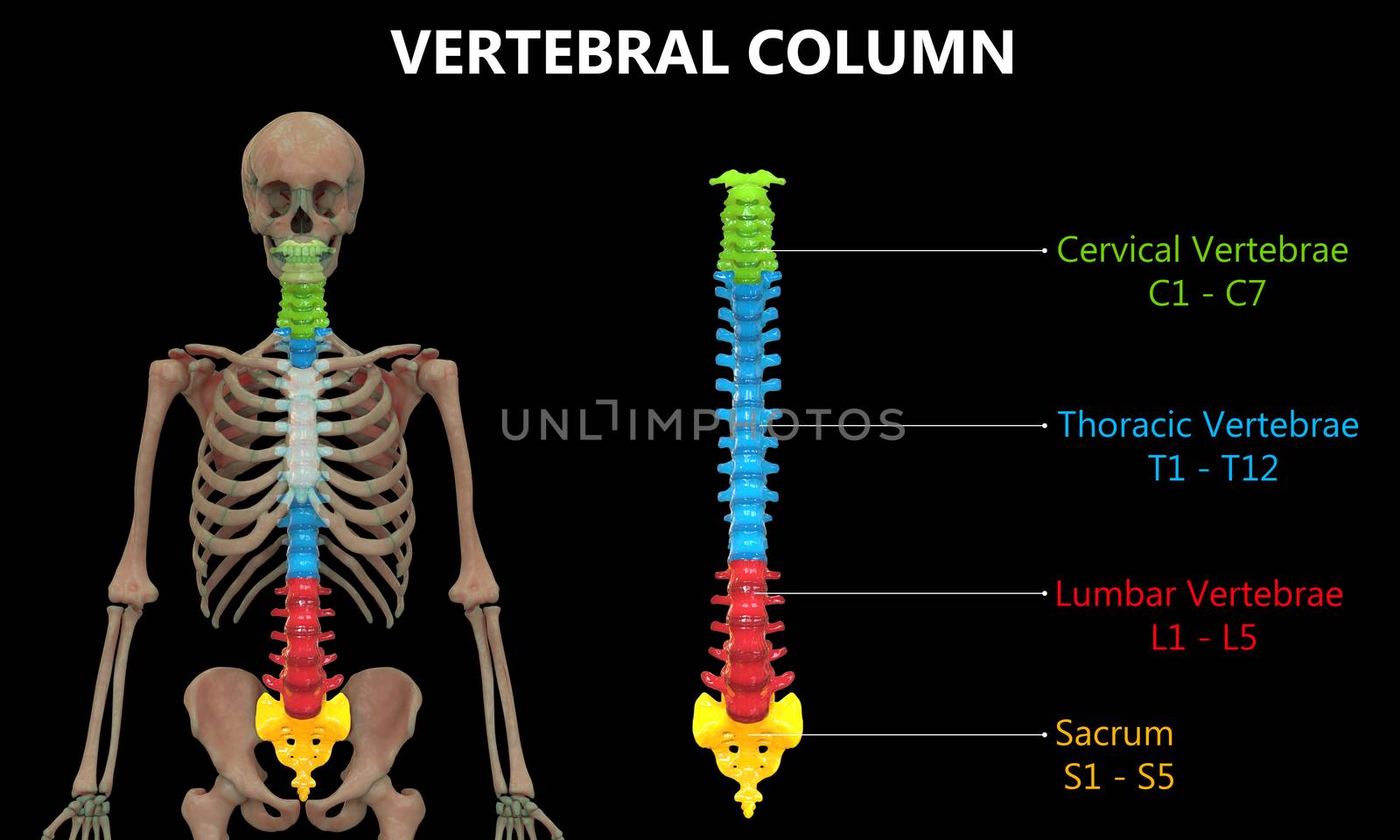 3D Illustration Concept of Vertebral Column of Human Skeleton System Described with Labels Anatomy Anterior View