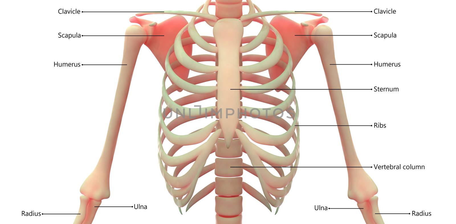 3D Illustration Concept of Human Skeleton System Bone Joints Described with Labels Anatomy Anterior View