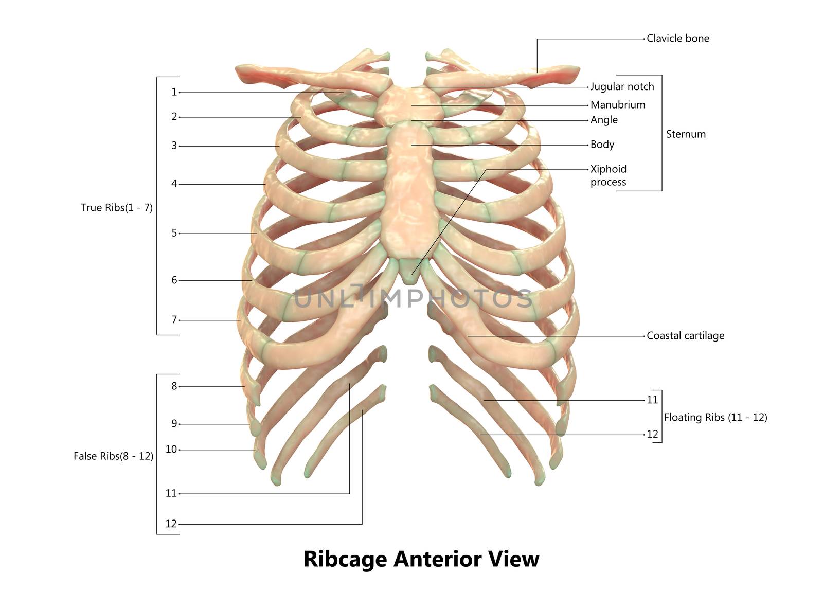 3D Illustration Concept of Human Skeleton System Rib Cage Described with Labels Anatomy Anterior View