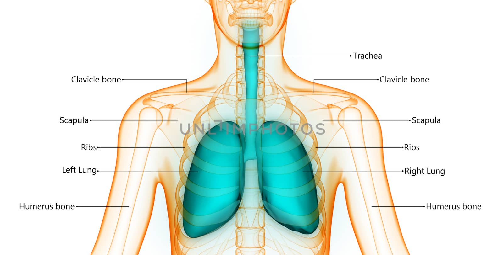 3D Illustration Concept of Human Body Anatomy Described with Labels Anatomy