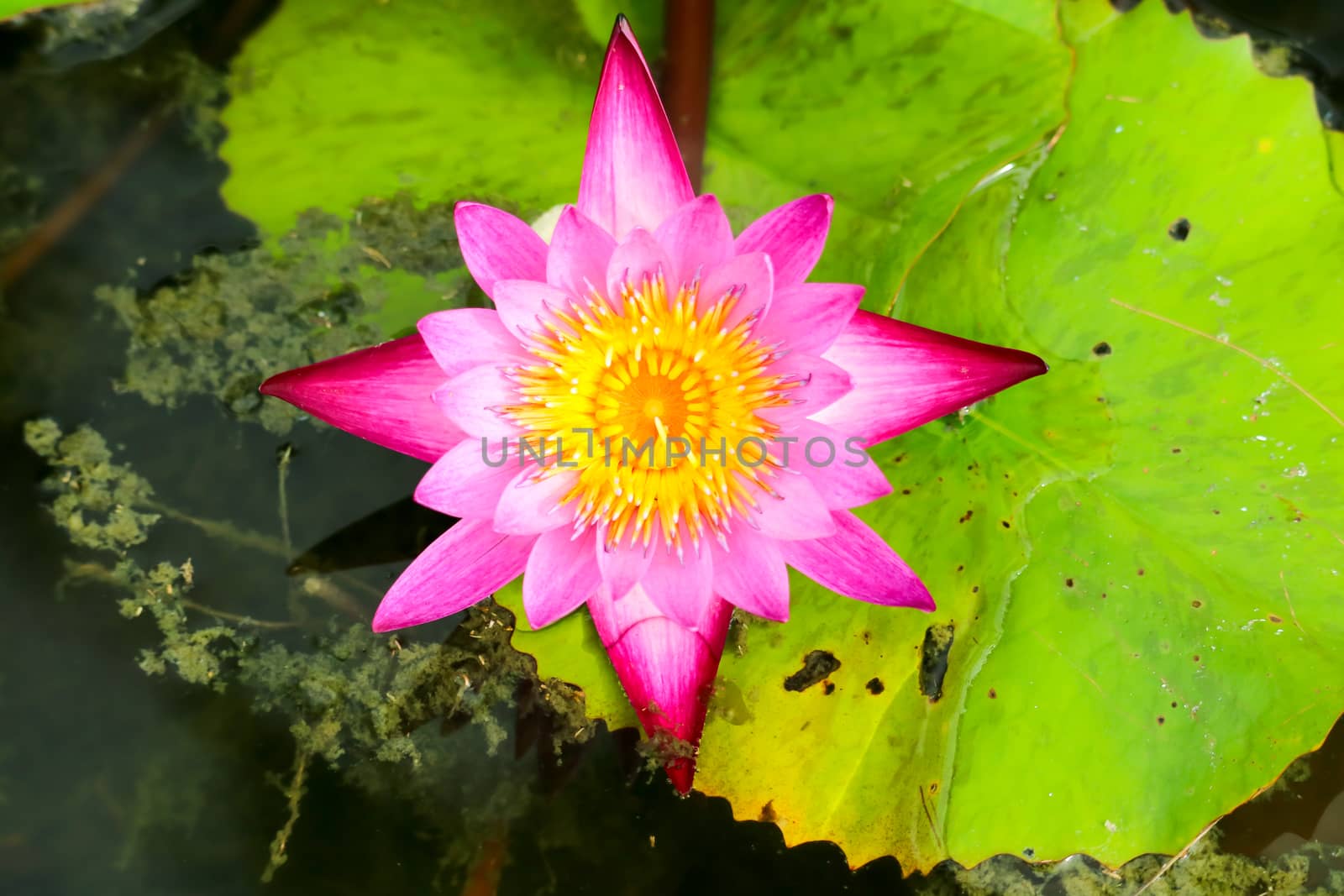 Lotus flower blooming on surface in the swamp full of leaves on water surface